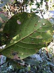 Pisonia taina