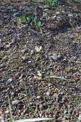 Tulipa turkestanica