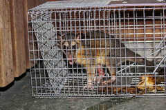 Philander opossum