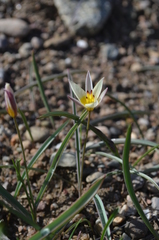 Tulipa turkestanica