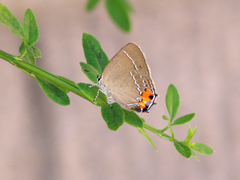Satyrium eximia