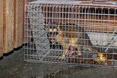 Philander opossum
