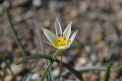 Tulipa turkestanica
