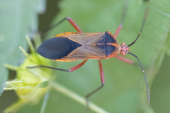 Hypselonotus bitrianguliger