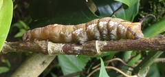Xylophanes germen