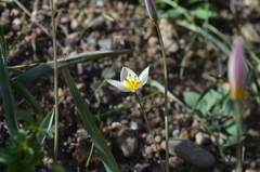 Tulipa turkestanica