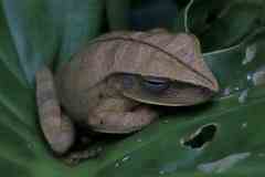 Boana multifasciata