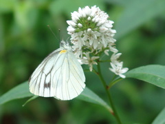 Pieris latouchei