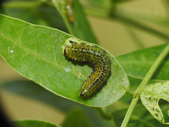 Adurgoa gonagra