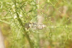 Cicadatra hyalina