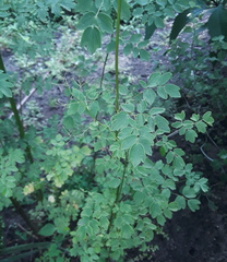 Thalictrum aquilegiifolium