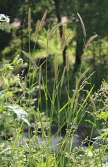 Hordeum brevisubulatum