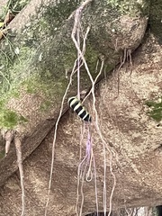 Pachylia syces