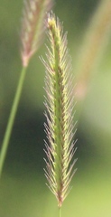 Hordeum brevisubulatum