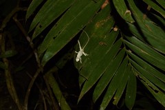 Anolis vittigerus