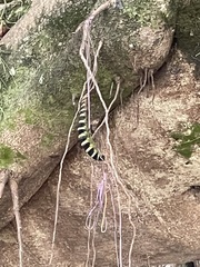 Pachylia syces