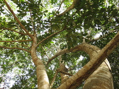 Ficus adhatodifolia