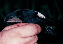 Chaetura cinereiventris