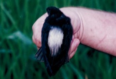 Chaetura cinereiventris