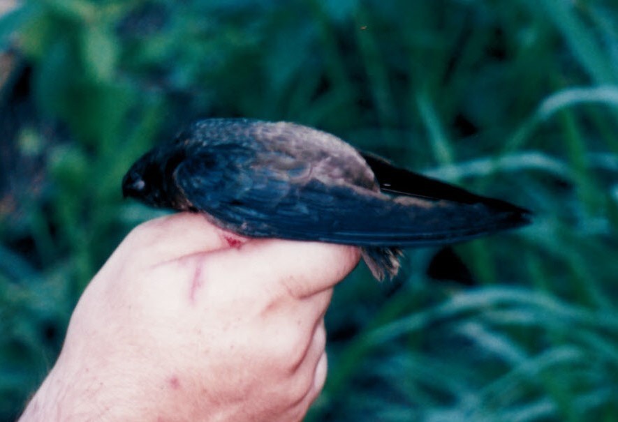 Chapman's Swift photo