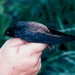 Chapman's Swift - Photo (c) Edson Guilherme, some rights reserved (CC BY-NC), uploaded by Edson Guilherme