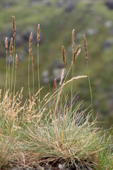 Koeleria eriostachya