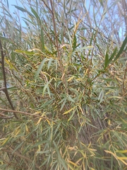 Salix