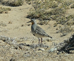 Oreopholus ruficollis