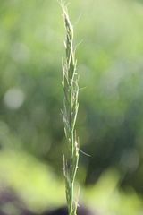 Lolium temulentum