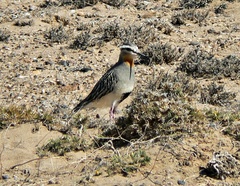 Oreopholus ruficollis