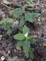 Spigelia carnosa