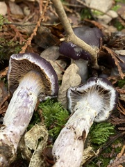 Cortinarius substriatus
