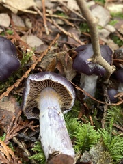 Cortinarius substriatus