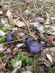 Cortinarius substriatus