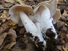 Entoloma subsaundersii