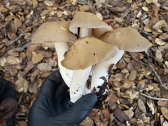 Entoloma subsaundersii