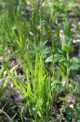 Melica picta