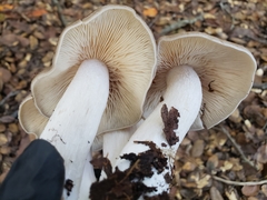Entoloma subsaundersii