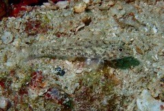 Fusigobius neophytus
