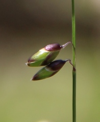 Melica picta