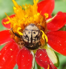 Euphoria subtomentosa