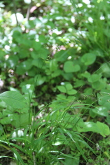 Melica picta