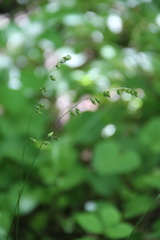 Melica picta