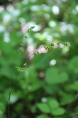 Melica picta