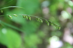 Melica picta