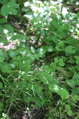 Melica picta