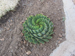 Aloe polyphylla