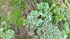 Cladonia macrophyllodes