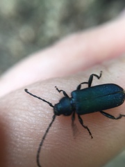 Callidium antennatum