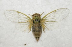 Cicadatra hyalina
